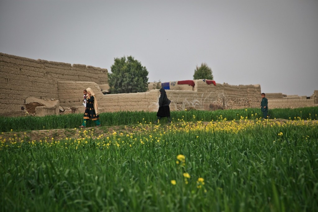 Afghanistan donne agricoltura