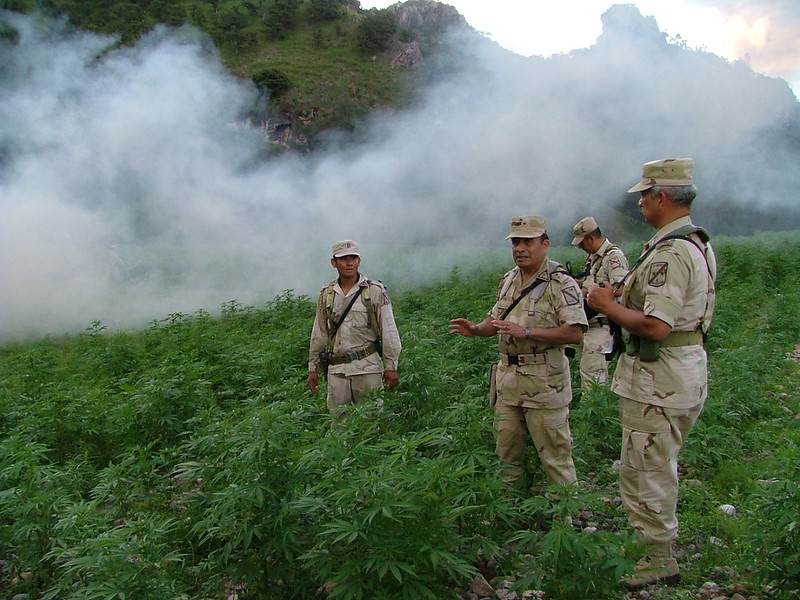 cannabis a scopo ricreativo