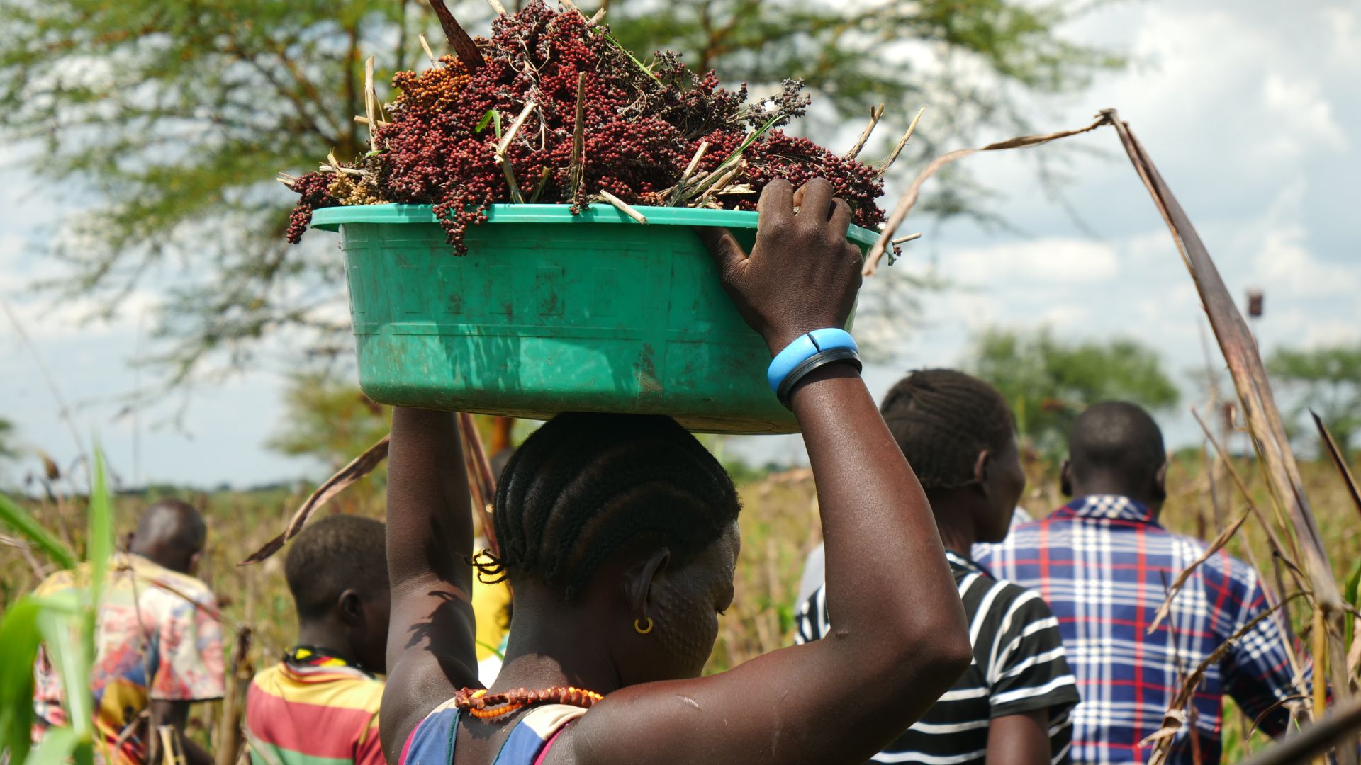 sorgo Karamoja
