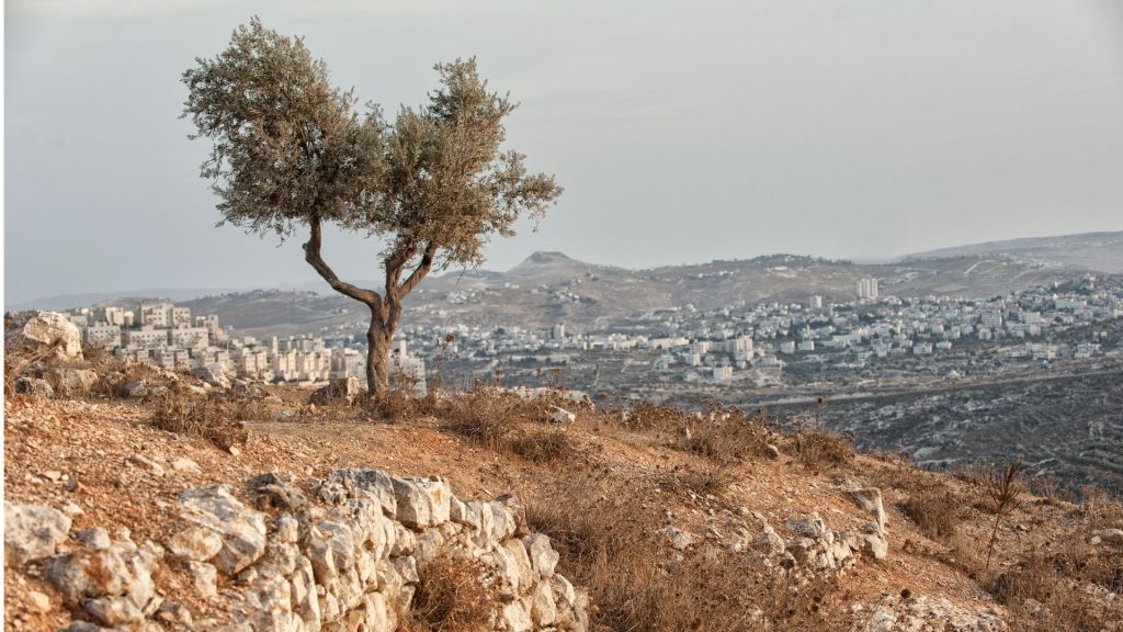 Ulivi Palestina Israele