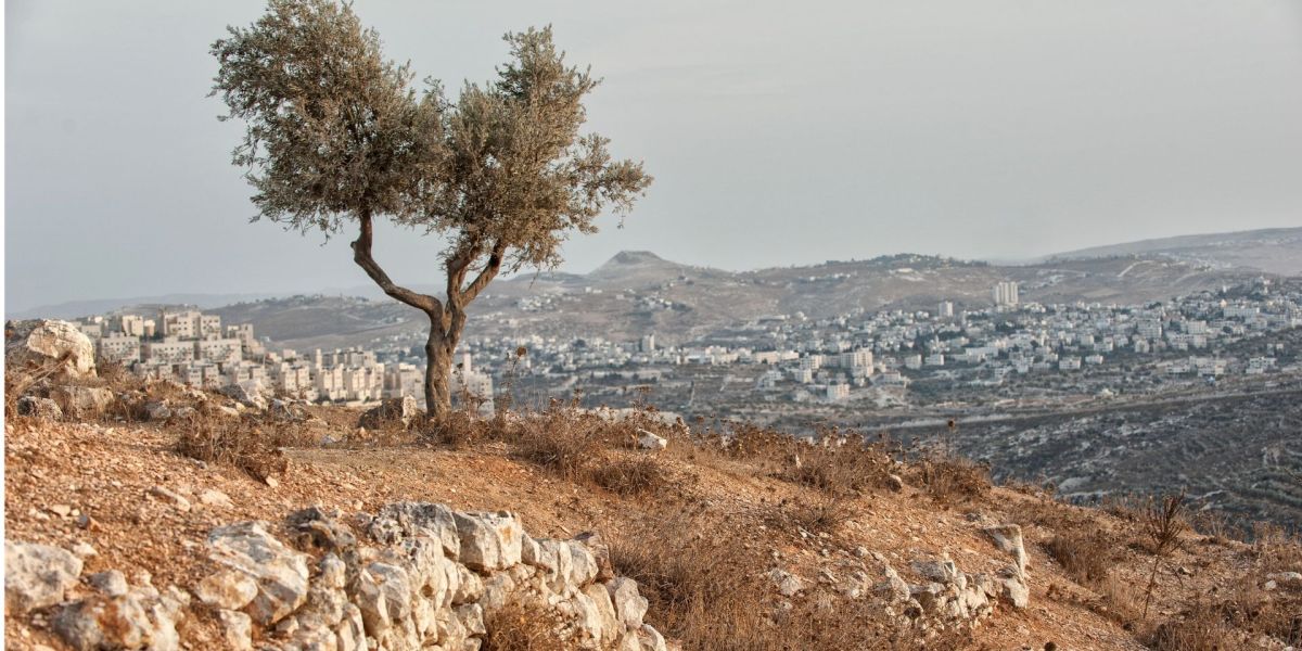 Ulivi Palestina Israele