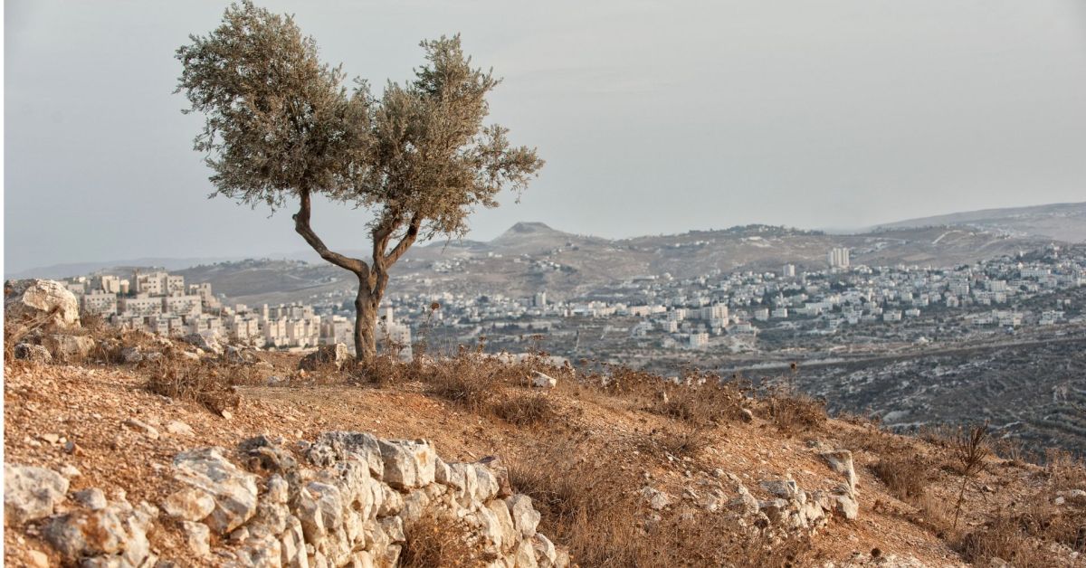 Ulivi Palestina Israele