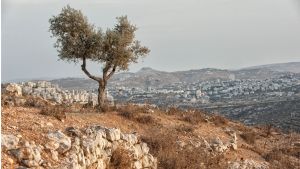 Ulivi Palestina Israele