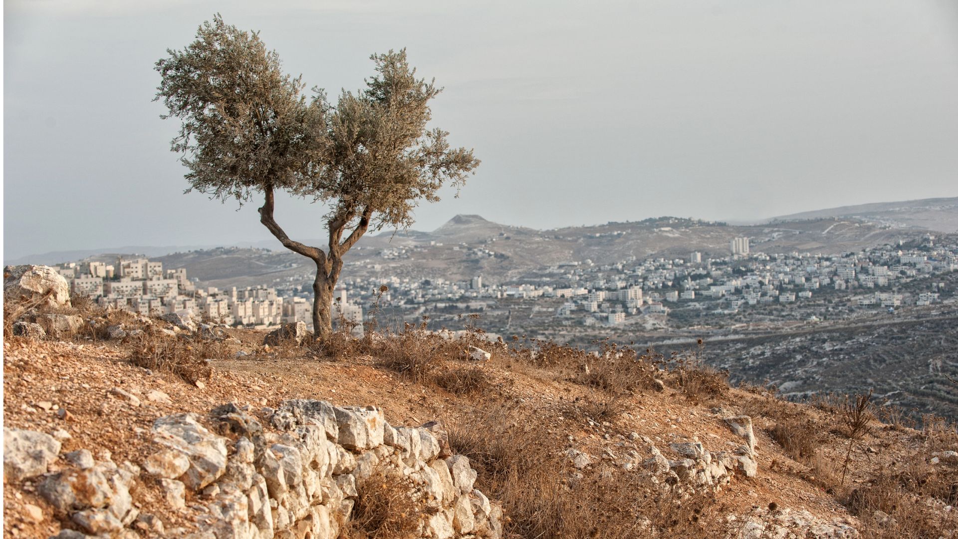 Ulivi Palestina Israele